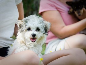 Bichon Havanais-valpen Hugo sitter i mattes knä