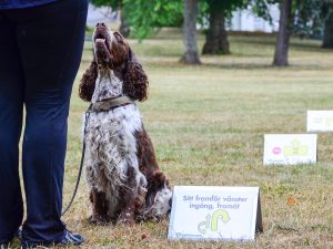 Diesel, engelsk springer spaniel, tränar rallylydnad