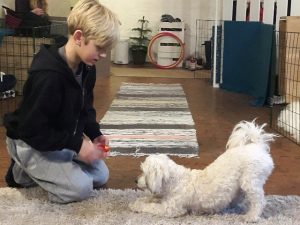 Tricksträning med hund
