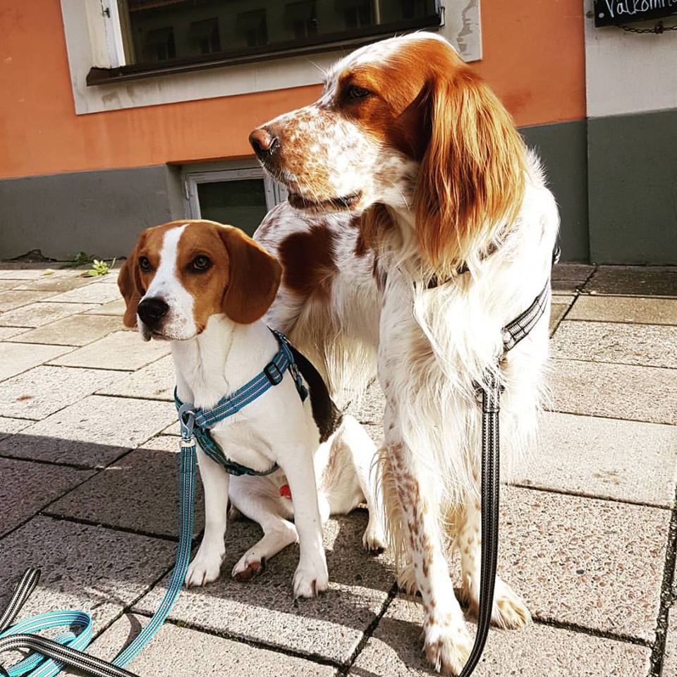 Diplomathundarna Tage (beagle 3 år) och Oskar (Engelsk setter 7 år)