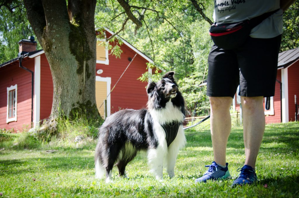 Sheltien Morris på Happy Dog Camp 2019