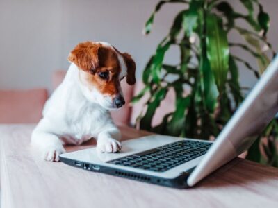 Hund som deltar i onlinekurser