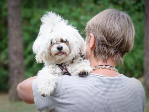 Lilla sötnosen Fanny (Malteser/Bichon Havanais) tittar fram över mattes axel
