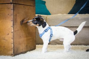 Jack Russeln Ziggy tränar Nose Work inomhussök
