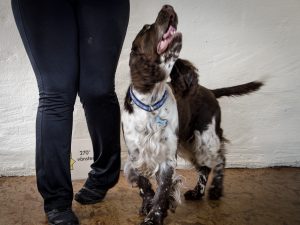 Cecilia och Diesel tränar bakdelskontroll