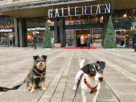 Zorro och Ziggy framför Gallerian