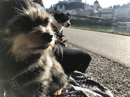 Zorro och Ziggy på en bänk vid kanalen i Salzburg