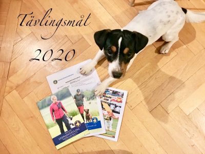 Ziggy med reglerna i tävlingslydnad, rallylydnad och agility