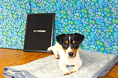 Ziggy ligger på en filt