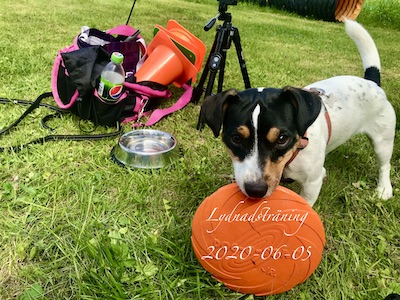 Ziggy med sin frisbee och träningsväska