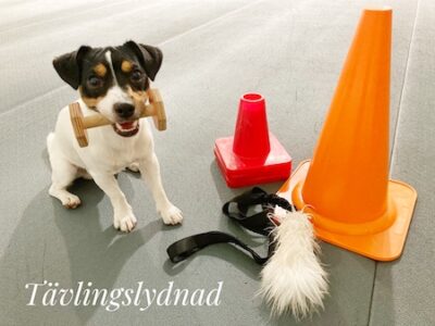 Ziggy med några koner och sina belöningsleksaker
