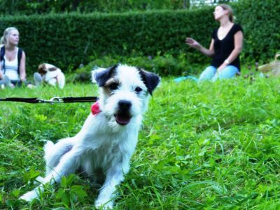 Kicki håller hundkurs - Jack Russeln Apple i förgrunden